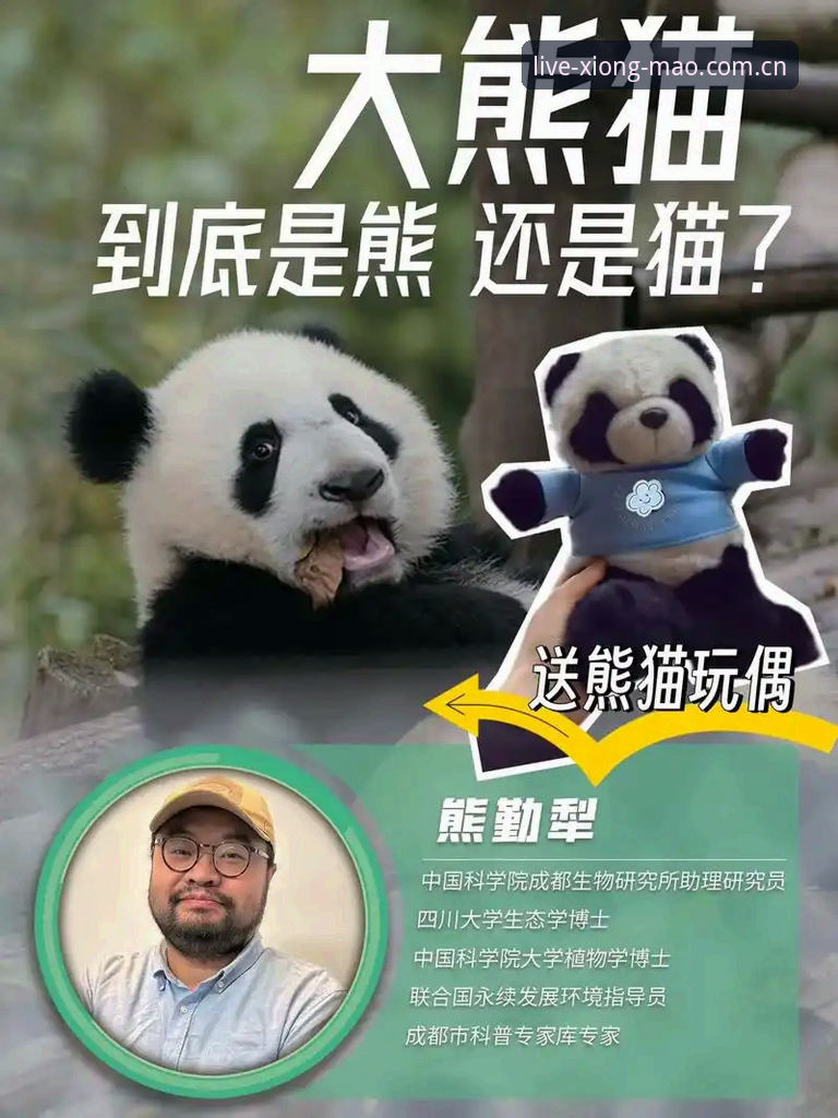 熊猫体育在线直播苹果版 揭秘熊猫体育苹果版:一部手机与2025赛季的现场感,你真的会看吗?