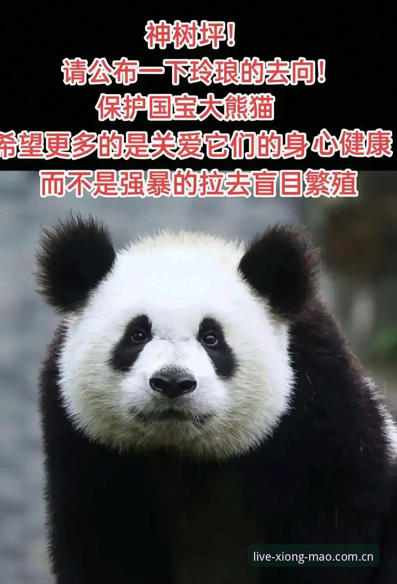 熊猫体育在线直播苹果版 熊猫体育平台2025赛季APP大改版:苹果版用户实测,数据延迟从3秒降到0.5秒的秘密