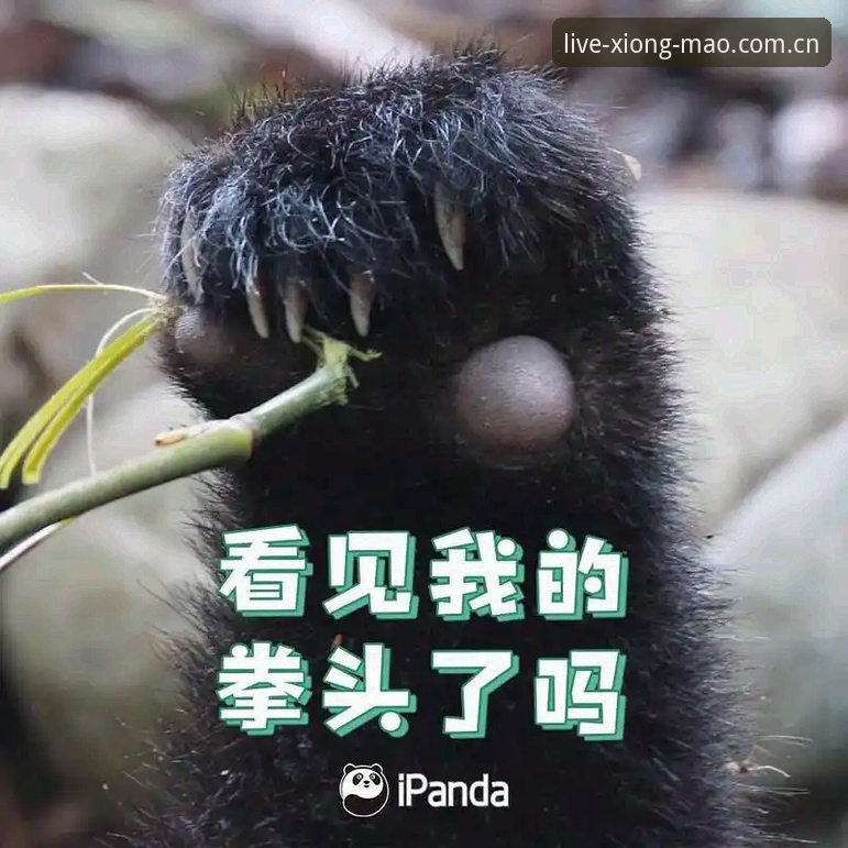 熊猫体育在线直播网页登录对比全解析：别被“免费”两个字带偏了方向